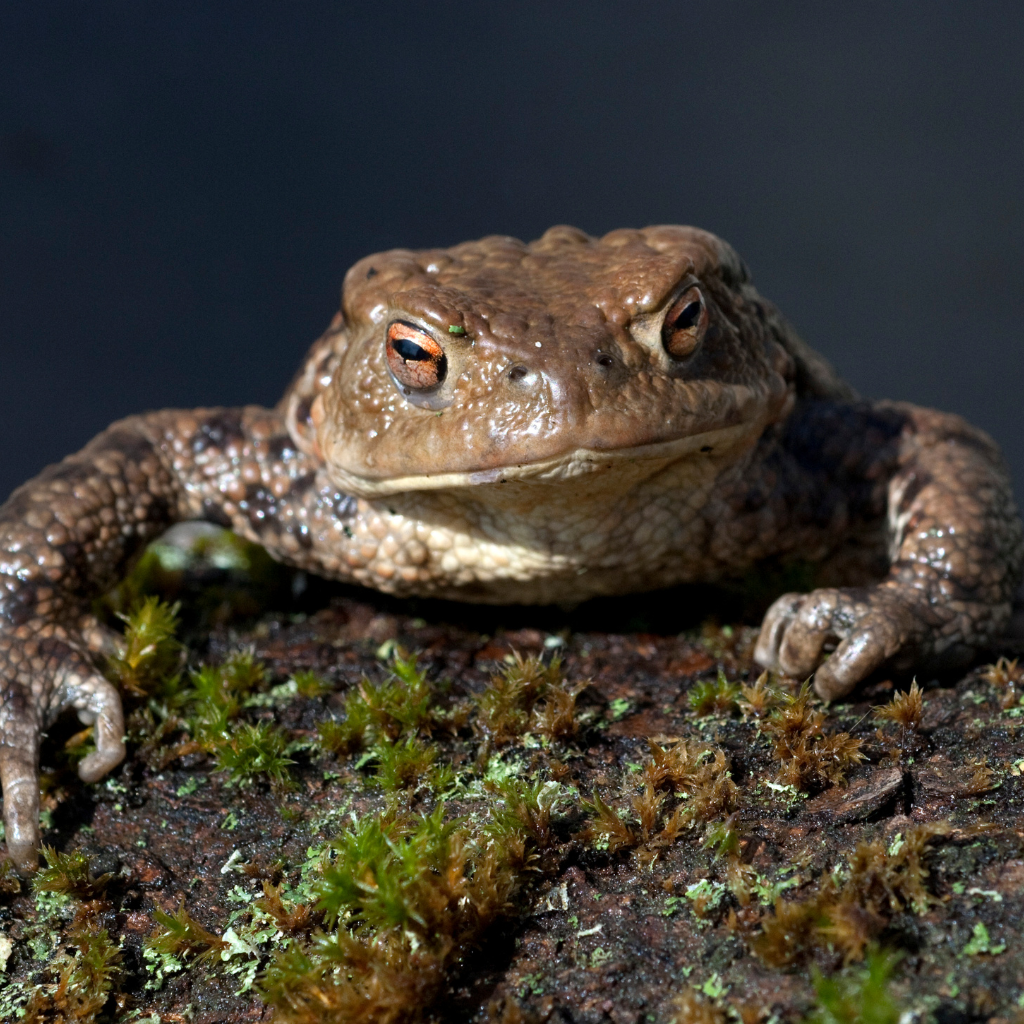 Toad