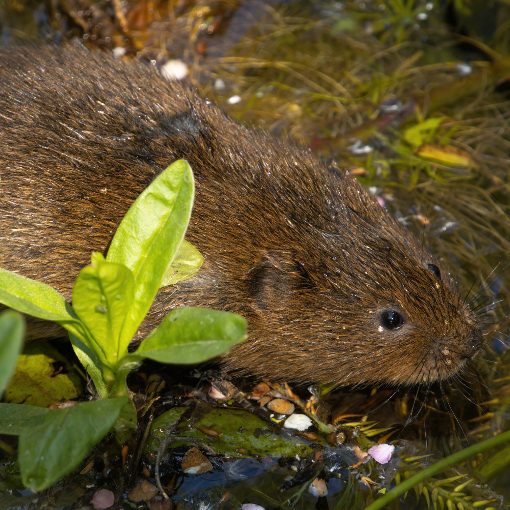 Vole