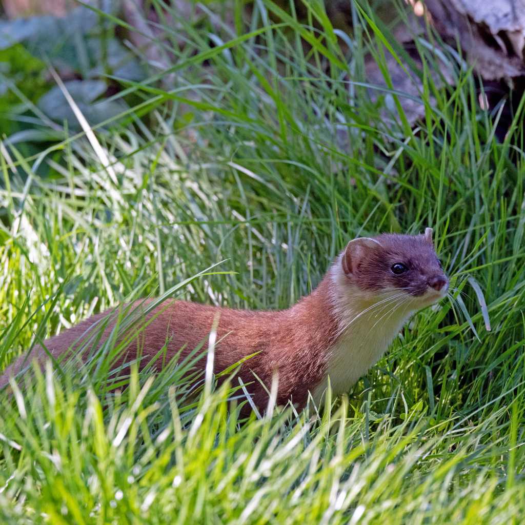Stoat