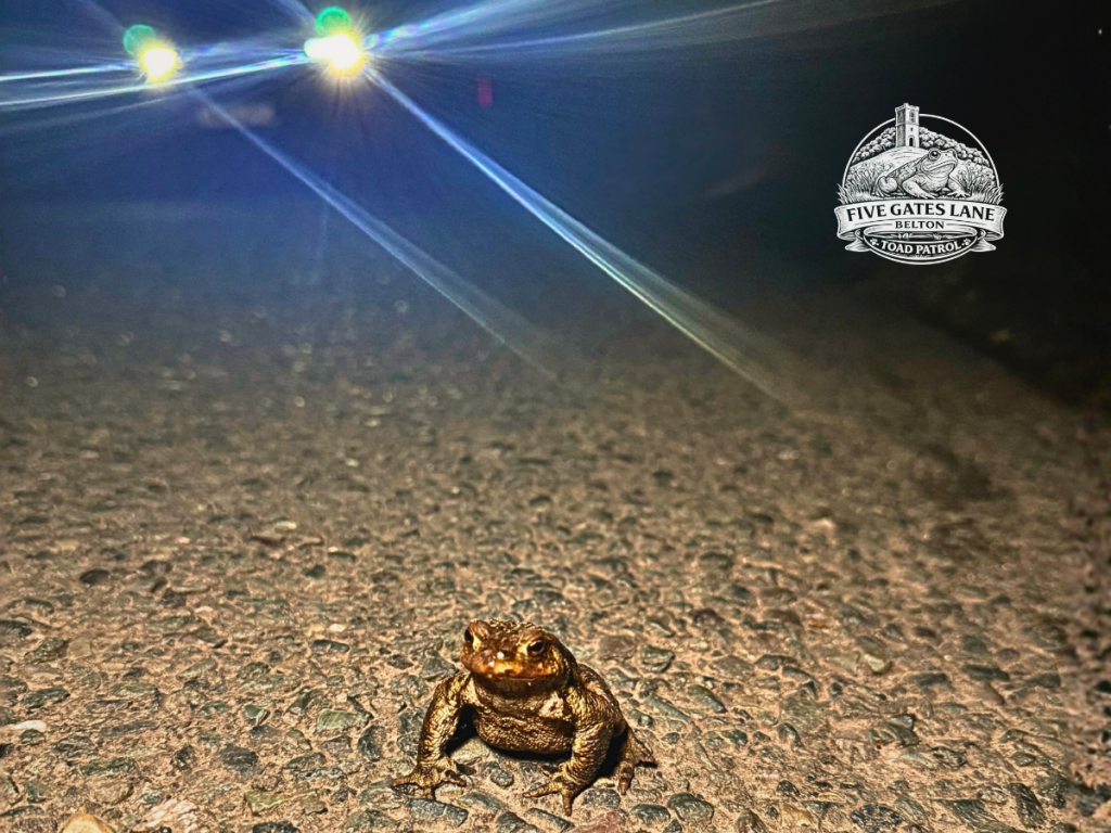 Common Toad Crossing a Road at Night