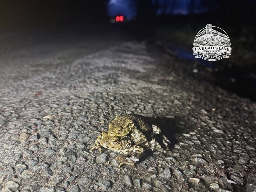Pair of common toads crossing Five Gates Lane during spring migration near Belton