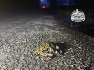 Five Gates Lane: History, Landscape and Wildlife in Belton