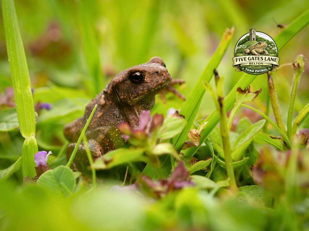 Young common toad in grass during the common toad life cycle