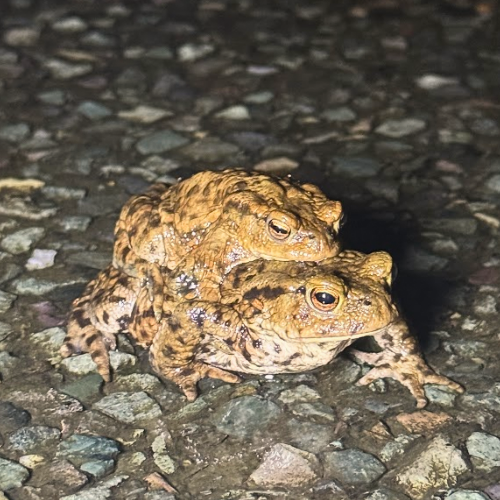 Male common toad holding onto a female during migration across a road