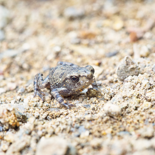 Young Toadlet Beginning Life on Land