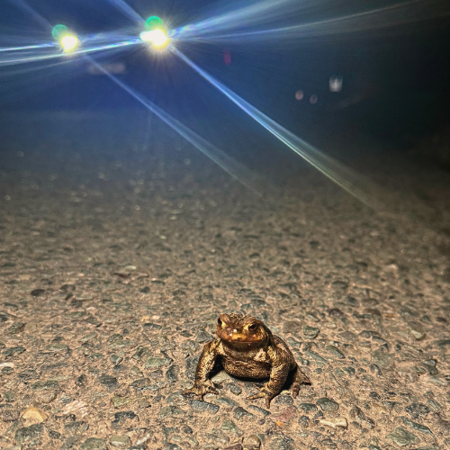 Common toad crossing a road at night with approaching car headlights