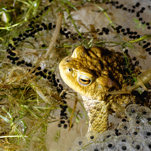 Common toad in a breeding pond surrounded by amphibian spawn