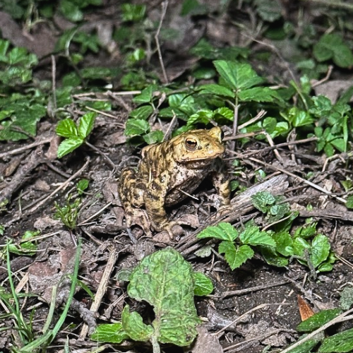Common toad sitting on woodland floor among leaves and plants near Five Gates Lane