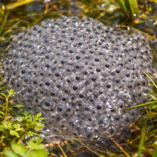 Frogspawn forming a jelly-like clump of eggs in a shallow pond