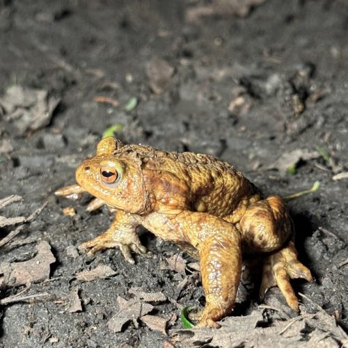 Common toad (Bufo bufo) on the ground during spring migration season