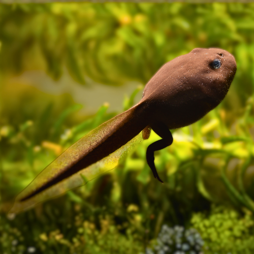 Toad tadpole developing legs in a pond during the early life cycle stage