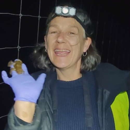 Jo from Five Gates Lane Toad Patrol holding a common toad during an evening patrol