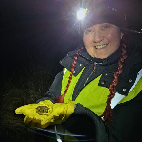 Volunteer Kelsey Helping a Toad Across Five Gates Lane